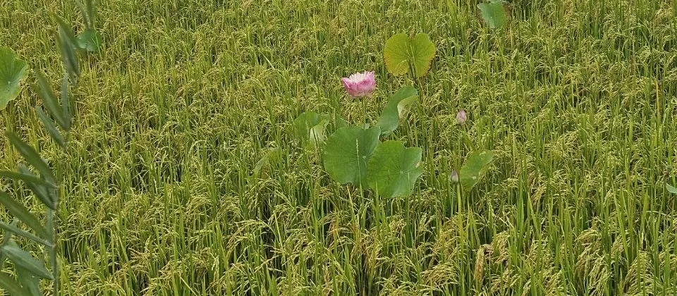 Wet-season paddy with a lotus in flower in the countryside outside Siem Reap
