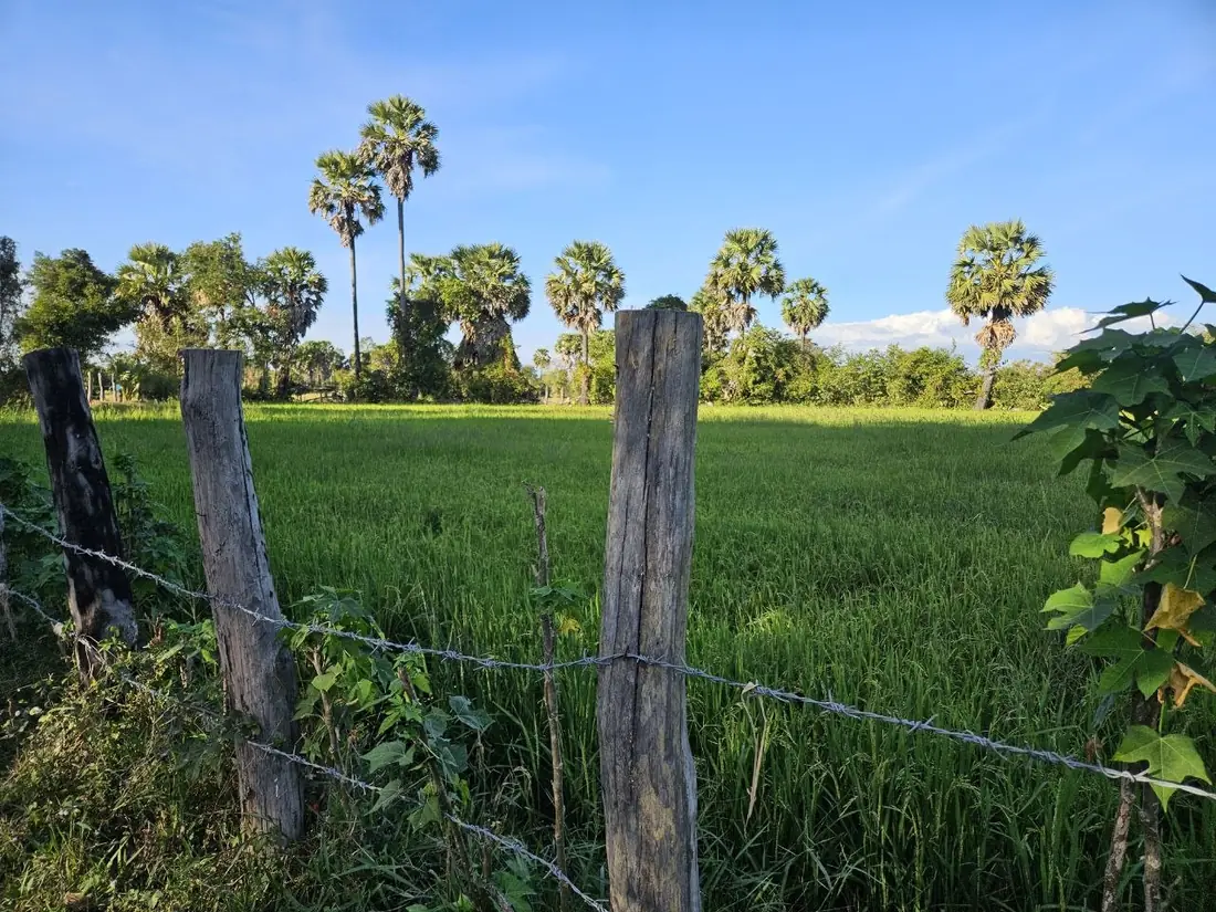 Rice fields on the road out of Siem Reap in the late afternoon