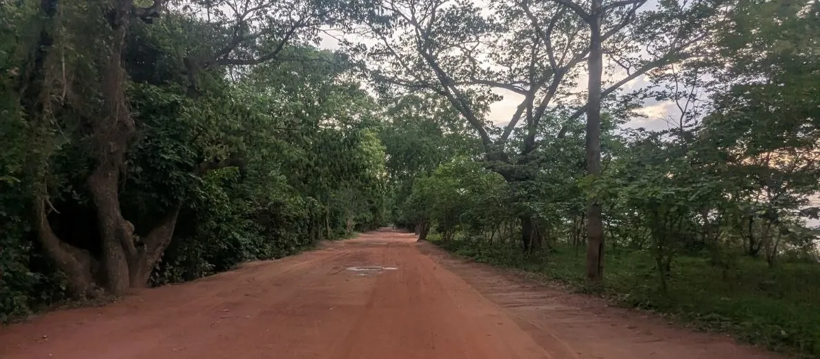 A red dirt road running out under the trees at dusk in the countryside outside Siem Reap