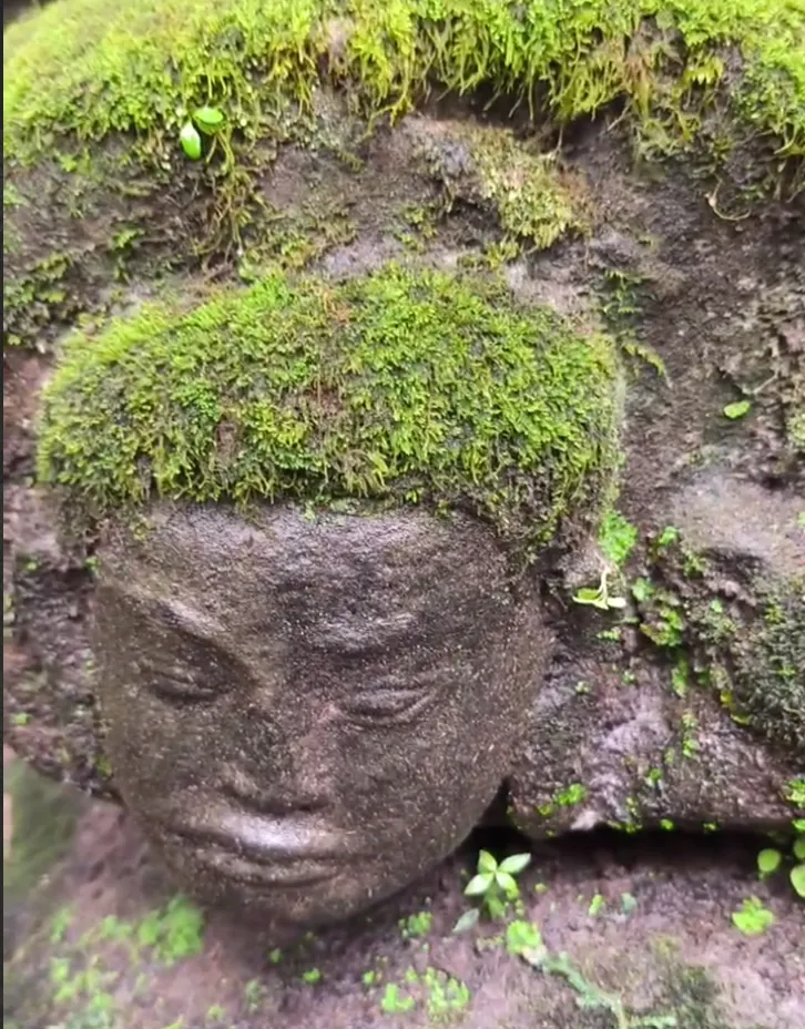 Moss growing across the top of a carved stone head in Angkor Thom in the wet season